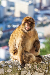 Naklejka premium Apes/Monkeys of Gibraltar in a sunny day with background landscapes