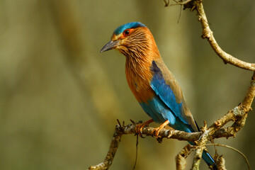 The indian roller (Coracias benghalensis) bird lives in various ecosystems, prefers warm and sunny plains. They mostly feed on insects such as grasshoppers, praying mantis, crickets, moths, and cicada
