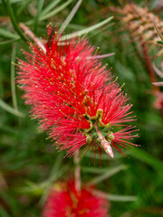 Chimney red cylinder plaster (Melaleuca citrina) photographed in the Botanical Gardens in Funchal.