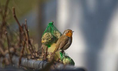 European robin in the evening sun