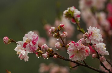 雨に濡れた花桃　雨の日も美しい 日本の長野県阿智村の花桃の里
