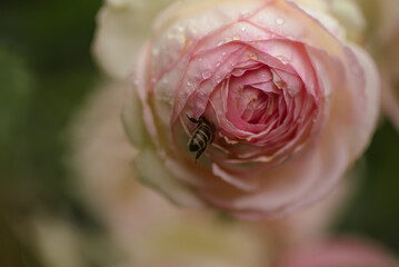 Buds of pink bush roses Eden Rose Pierre, De Ronsard close-up