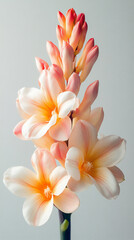 Fototapeta premium a tuberose isolated on a white background, a high-resolution photograph,