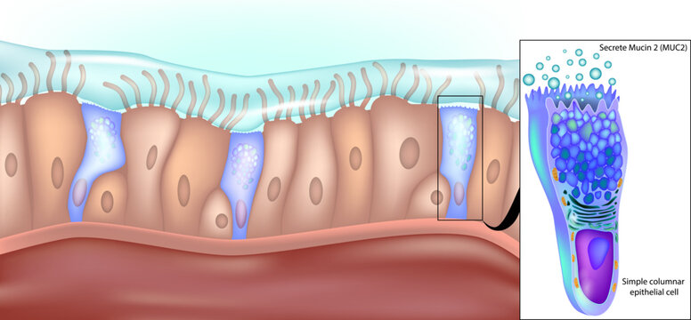 Simple columnar epithelial cells that secrete mucin 2 in the lower gastrointestinal tract. Structure of Simple Columnar Epithelial Cell in Stomach. Mucin 2 Production in Gastric Epithelial Cells