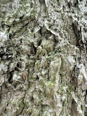Tree Bark Texture and Moss Details