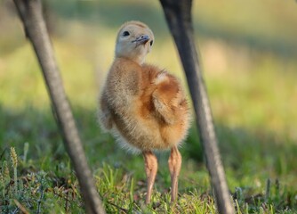 Adorable Sandhill Crane Colt Chick Fuzzy Fluffy 
