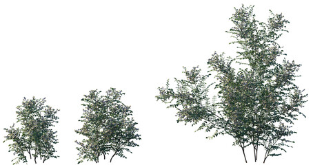 Set of Sophora davidii frontal isolated png on a transparent background perfectly cutout high resolution