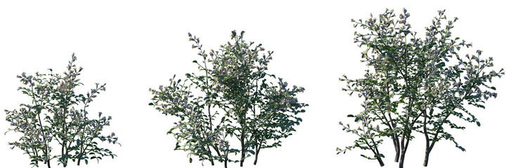 Set of Sophora davidii frontal isolated png on a transparent background perfectly cutout high resolution