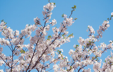blooming cherry tree