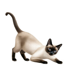 Obraz premium Playful Siamese Cat Stretching in a Dynamic Pose with Expressive Blue Eyes and Elegant Fur