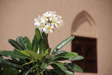 Singapore Graveyard Flower (Plumeria obtusa) in full bloom at Salalah Souq, Oman, featuring white petals with vibrant yellow throats and lush green leaves
