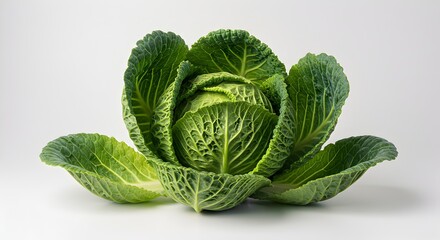 Fresh Savoy Cabbage Head Displaying Vibrant Green Leaves on a White Background