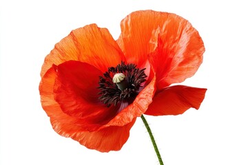 Blooming Red Poppy Flower with Delicate Petals Isolated on White Background
