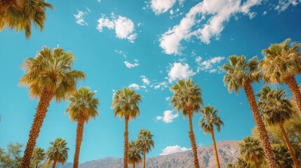 Fototapeta premium Low-angle view of palm trees against a vibrant blue sky with fluffy clouds and distant mountains.