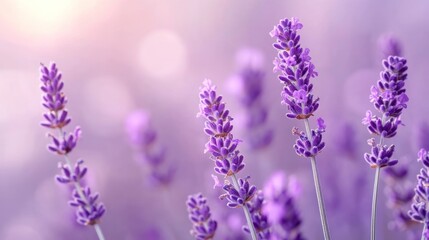 Lavender flowers in sunlight. Beautiful purple blossoms.  Possible stock photo use