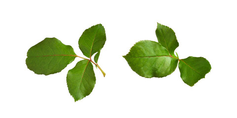 Set of green leaves of rose isolated on white or transparent background