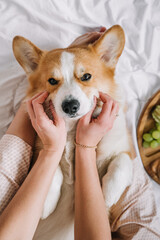 Cuddly corgi enjoys gentle care and affection from its owner at home in a cozy setting