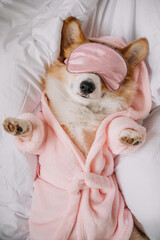 Corgi relaxing in a pink robe and sleep mask on a comfy bed during a cozy afternoon