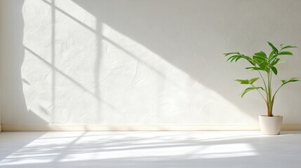 Empty room with sunlight streaming in, casting shadows on white walls and floor. A small potted plant sits in the foreground