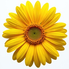 Fototapeta premium Yellow flower bloom isolated on white transparent background. Realistic petals, stem, leaves with natural sunlight, shadow. Floral design for spring, summer, eco projects, beauty, love. Photo for