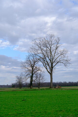 Obraz premium Rural landscape near Busto Garolfo, Milan, Italy, at March