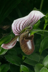 Orchid- Paphiopedilum vexillarium