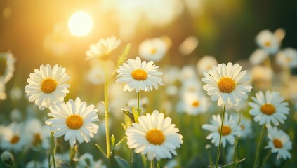 Fototapeta premium White daisy flowers blooming in spring meadow at sunset