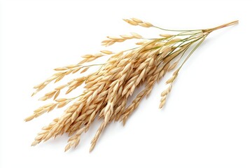 Elegant golden wheat stalks in pristine studio setting against minimalist bright white backdrop grain wealth