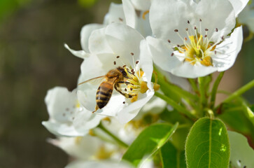 Honey bee on pear blossom, spring nature scene
