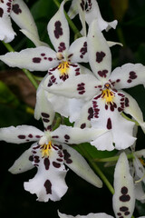 Orchid- Snowblind sweet spots