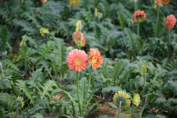 red and yellow flowers