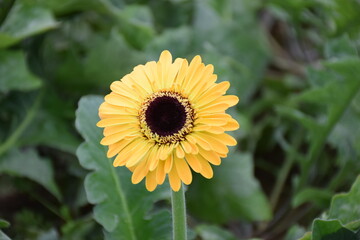 yellow flower in the garden
