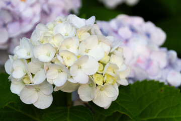 紫陽花　あじさい