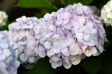 紫陽花　あじさい