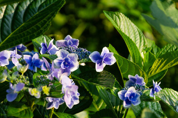 紫陽花　あじさい
