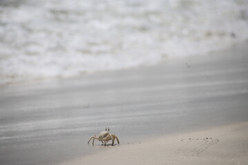 Seaside view of a ghost crab on the wet sand, near the water’s edge, aiting for the incoming waves, Oman