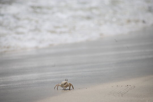 Seaside view of a ghost crab on the wet sand, near the water&rsquo;s edge, aiting for the incoming waves, Oman
