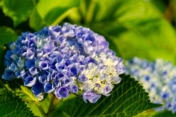 紫陽花　あじさい