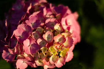 紫陽花　あじさい