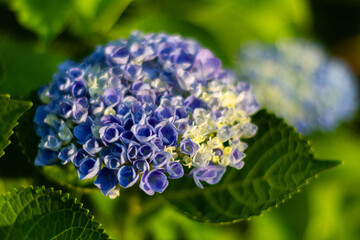 紫陽花　あじさい