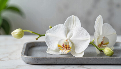 Elegant white orchid bloom on gray spa tray, relaxation concept