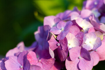 紫陽花　あじさい