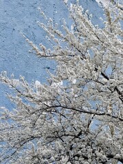 White apricot blossoms. apricot flowers photo on blue house background. flowering apricot tree in early spring. High quality photo