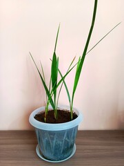 Palm plant in a pot