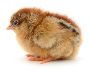 Small brown chicken