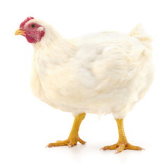 white hen isolated.