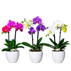 Three Orchid Blooms In White Pots Realistic Photo Features Pink Purple And White Petals Against A Transparent Background Optimized For Adobe Stock