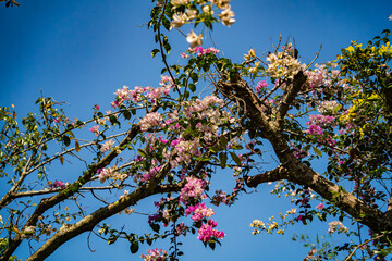 A tropical flower.
A nature park in the suburbs of Nha Trang in Vietnam in March. 