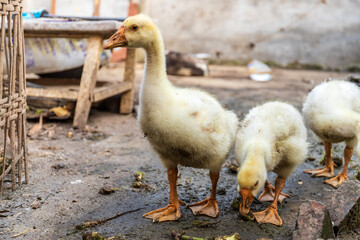 Feeding young poultry animals geese