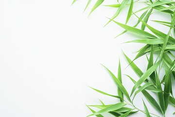 Fototapeta premium Green Bamboo Leaves Arranged on White Background with Copy Space